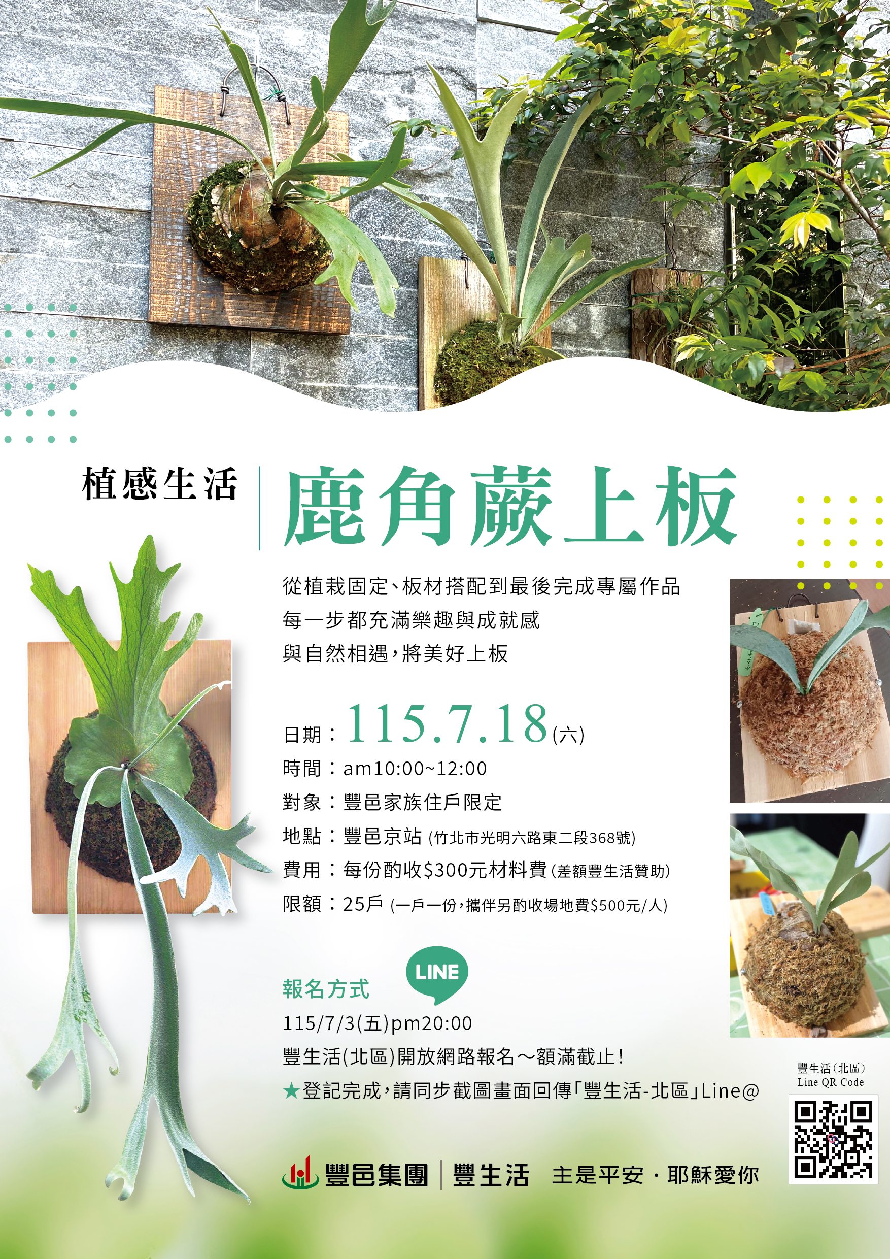 豐邑京站 鹿角蕨上板